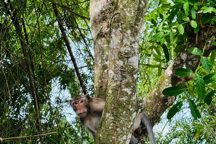 Foresta di U Minh Thuong e villaggi di ananas