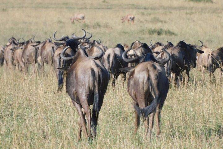 3 dage, 2 nætter Maasai Mara Private Safari