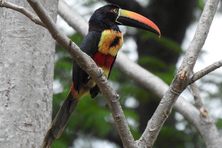 Guidet tur i Carara National Park
