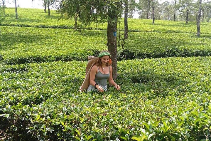 ELLA 9Arch Tea Garden & Tasting Waterfall Swinging Hiking by Tuk