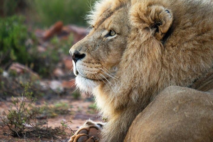 Ultimate Big Five Wildlife Safari & Wine Tasting