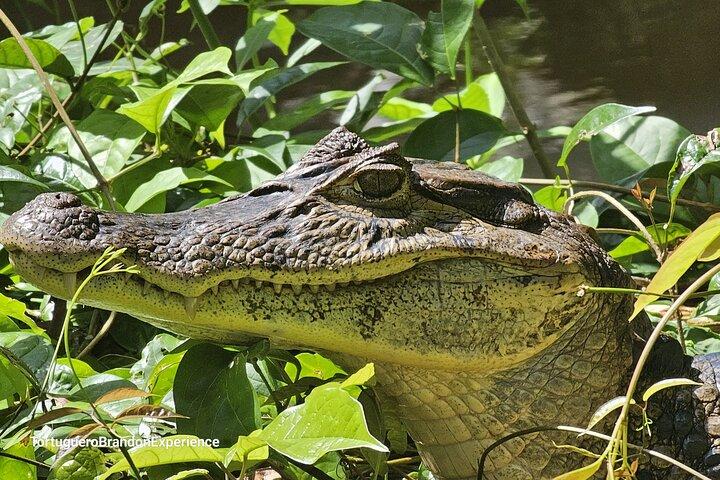 Kanotur gennem Tortuguero Nationalpark