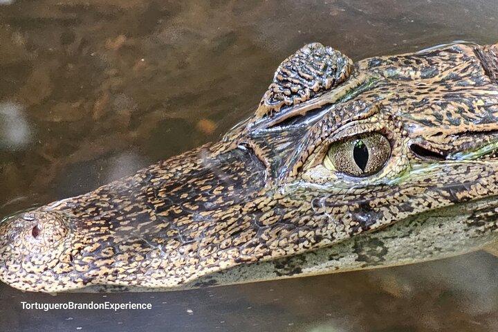 Kanotur gennem Tortuguero Nationalpark