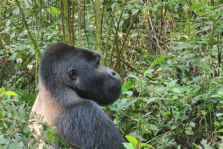 3-dages Gorilla Trekking i Bwindi Impenetrable National Park