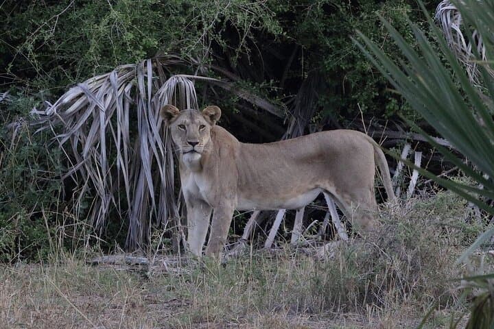 3-Days 2-Nights Private Tour to Meru National Park