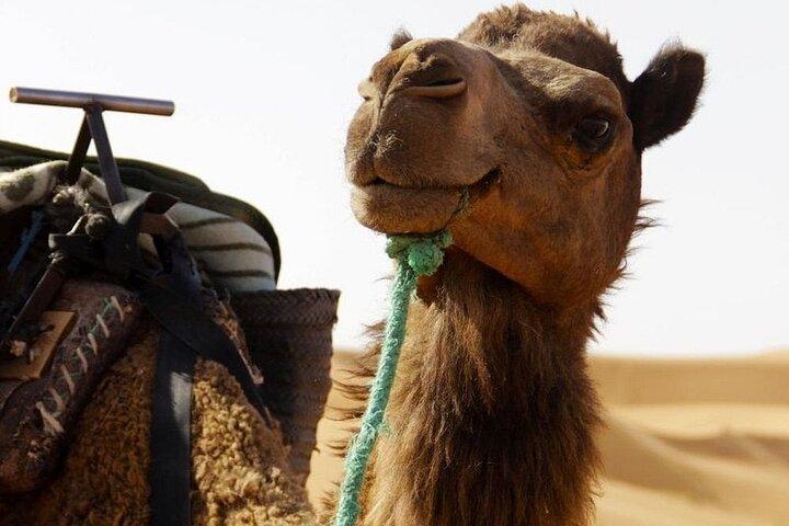 Tour del deserto del Marocco da Casablanca alle dune di Merzouga per 10 giorni
