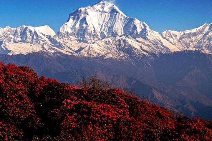 Annapurna Ghorepani Poon Hill Trek