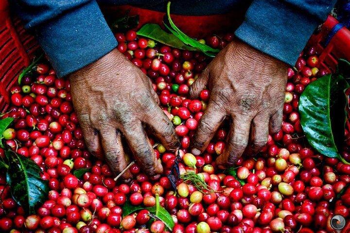 Half Day Private Fairview Estate Coffee Farm Tour with Pickup