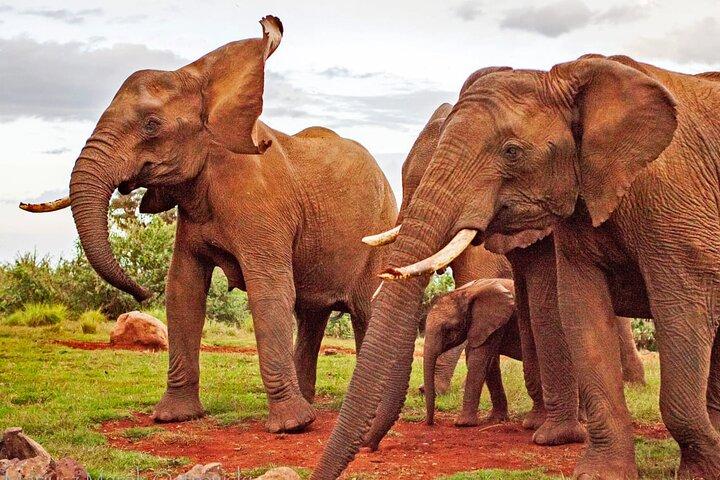 6-tägige private Nashorn-Schutzsafari in Kenia