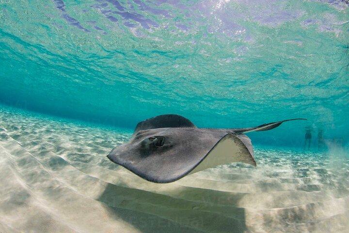 Tour combinato di snorkeling a Grand Cayman Stingray City e Reef