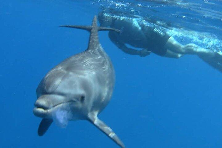 De Hurghada : Dolphin House Snorkeling Boat Tour avec déjeuner