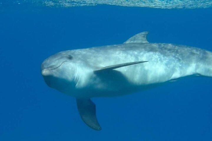 De Hurghada : Dolphin House Snorkeling Boat Tour avec déjeuner