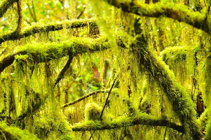 Anaga Mountains and Enchanted Forest, Tenerife Randonnée