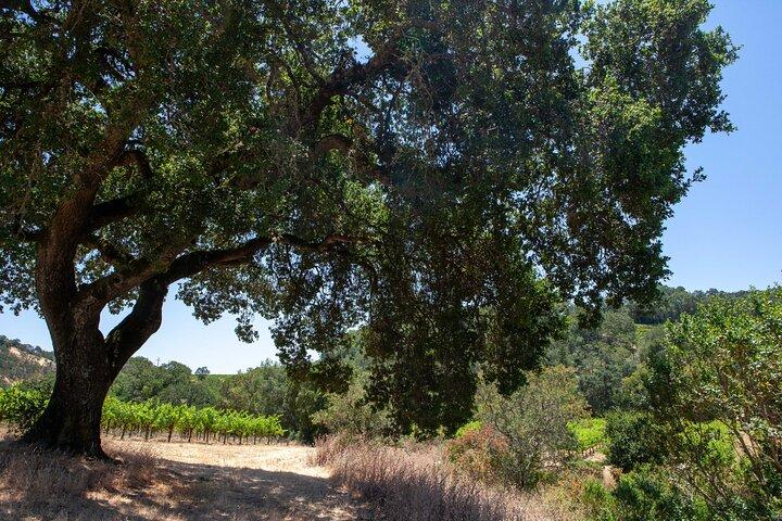 Sonoma Trike and Mindfulness: recorrido guiado de 3 horas