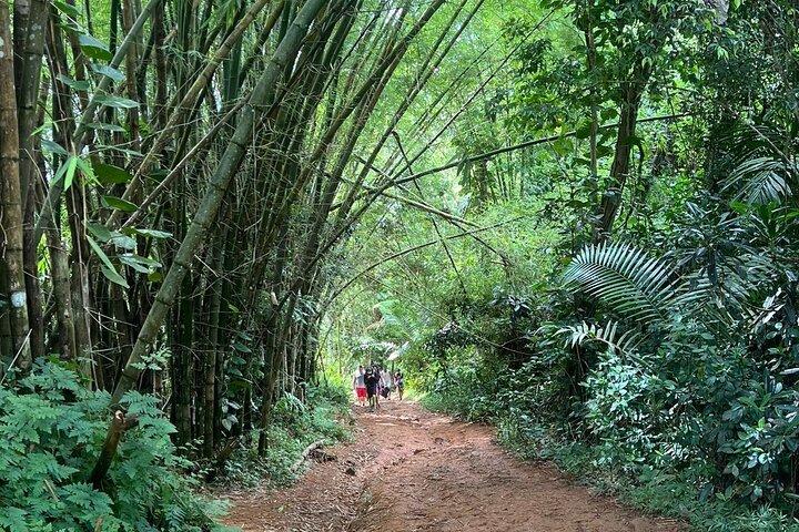 El Yunque Rainforest Hidden Waterpark Tour von San Juan