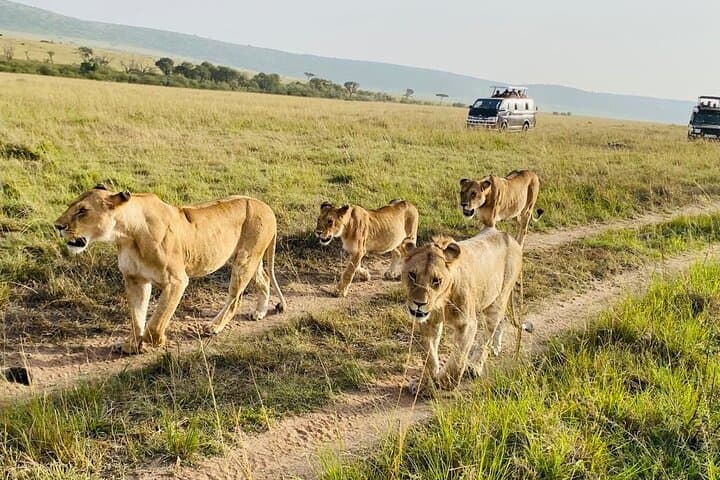 3 Days Maasai Mara Small Group Safari from Nairobi in a 4x4