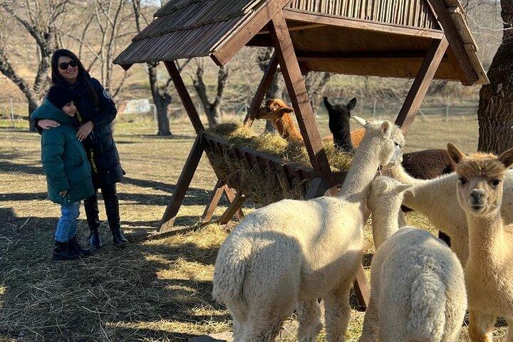 Alpacaboerderij in Shemakha