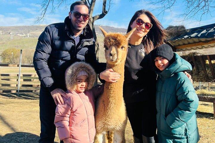 Alpacaboerderij in Shemakha