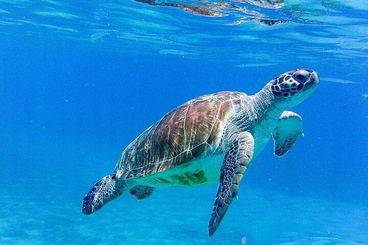 The Blue Experience: Snorkelen met schildpadden en strandhoppen