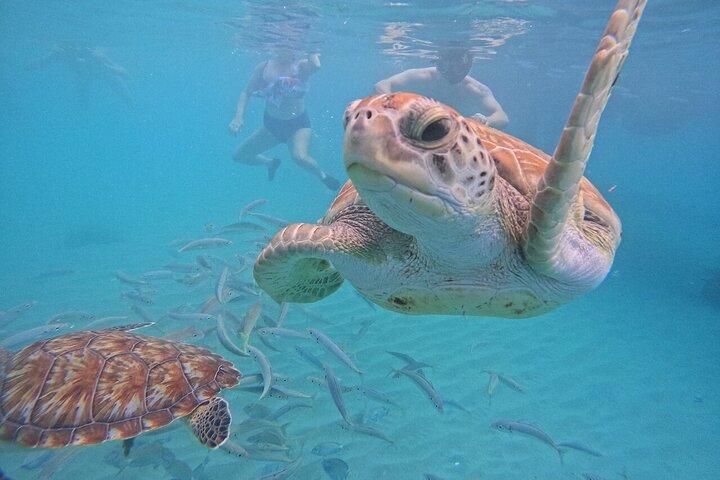 The Blue Experience: Snorkelen met schildpadden en strandhoppen