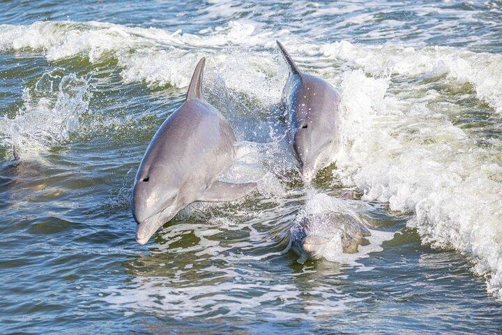 Kryssning i St. Andrews State Park Sunset Dolphin