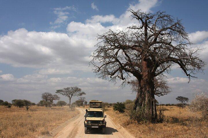 Tarangire National Park - Experiência de safari de dia inteiro