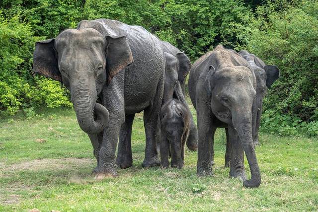 Yala Safari
