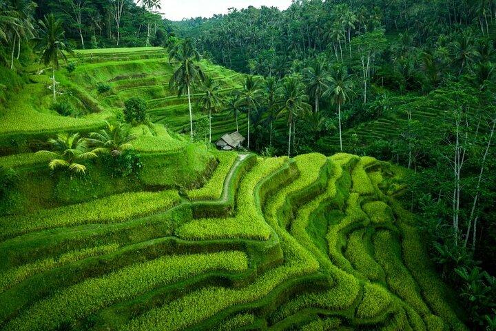 Famoso di Ubud Art Village Tour privati