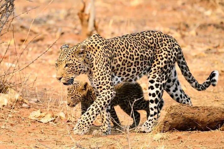 Chobe heldagssafari i Chobe