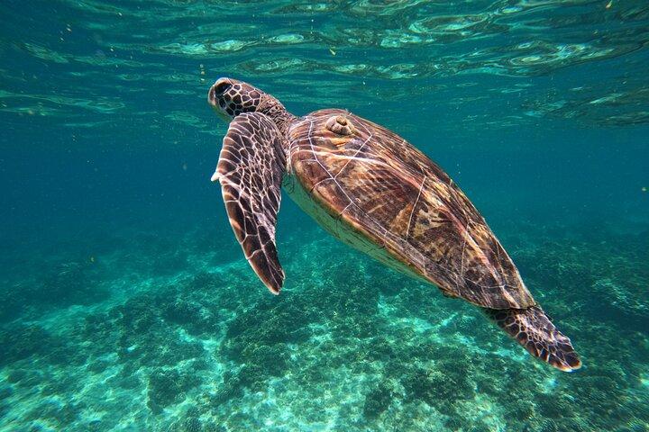 Snorkling i Daymaniat Island