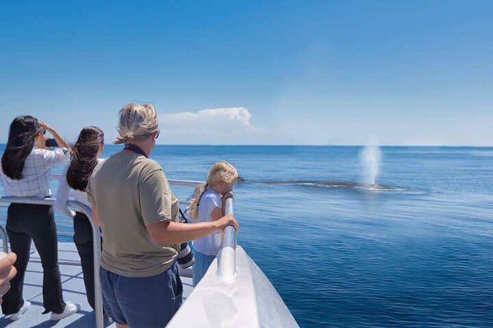Auckland: Tikapa Moana Dolphin, Whale and Island Cruise