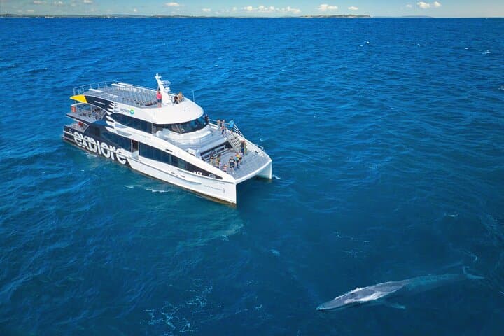 Auckland: Tikapa Moana Dolphin, Whale and Island Cruise
