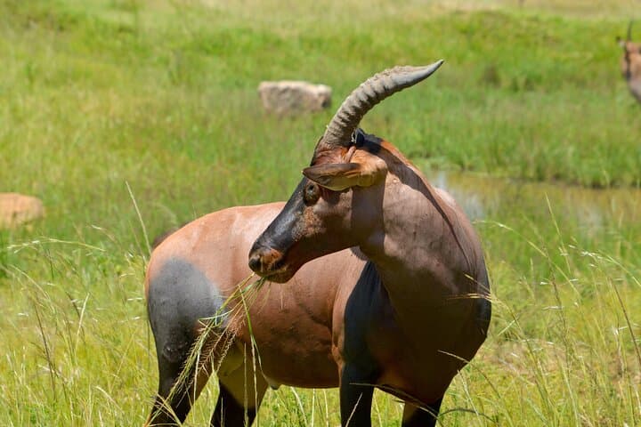5 Days Masai Mara and Diani Beach Tour