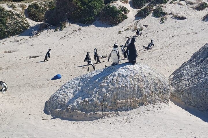 Cape Town Half Day Penguins And Cape of Good Hope Tour