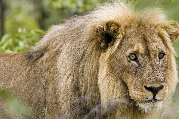 4 dagars Safaritur i Namibia med Etosha och Swakopmund
