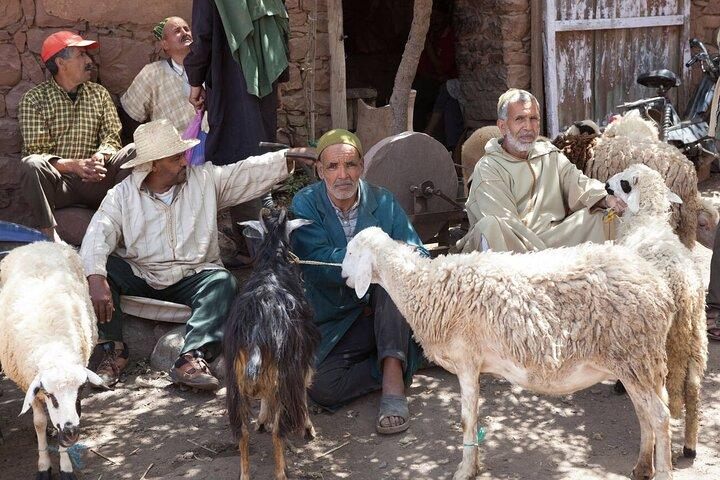 Private 3Valleys Day Trip from Marrakech with Berber Family Visit