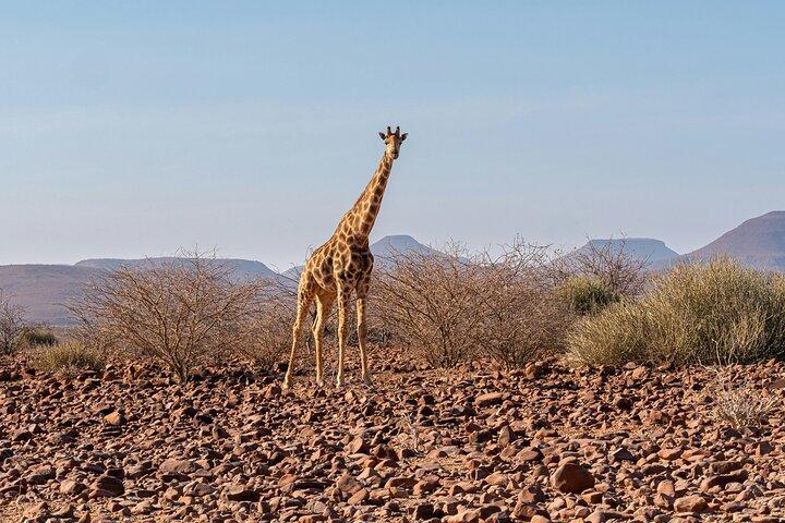 4 dagars Safaritur i Namibia med Etosha och Swakopmund