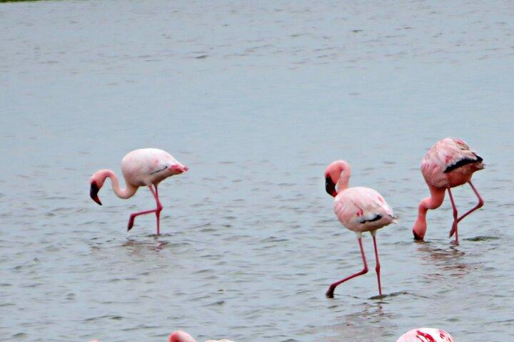 4 dagars Safaritur i Namibia med Etosha och Swakopmund