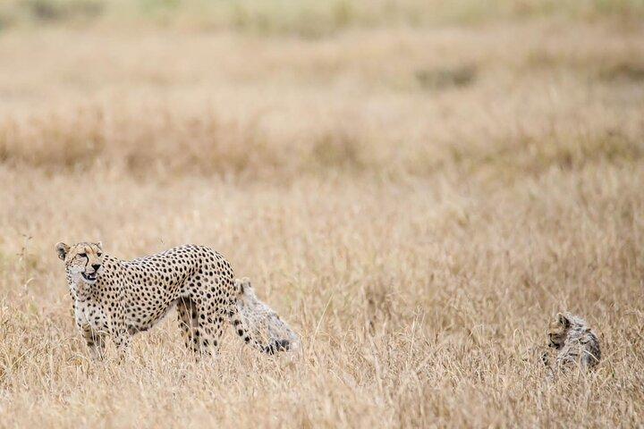 2 Tage im Amboseli Nationalpark