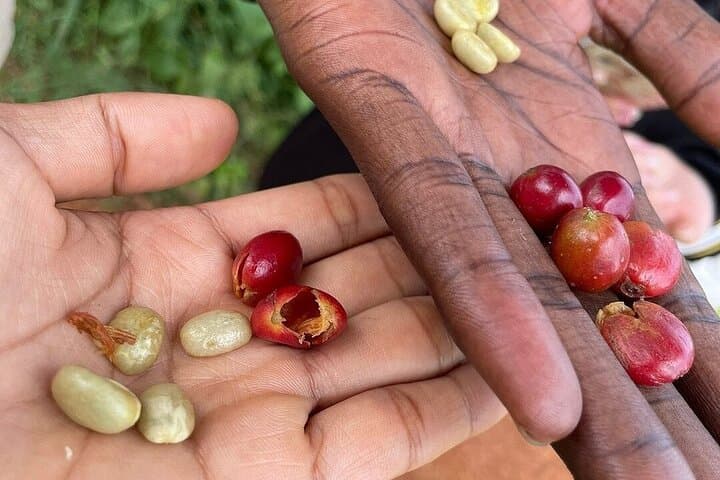 Fairview Coffee Farm Day Tour