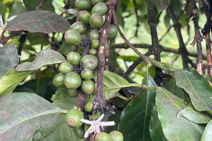 Fairview Coffee Farm Day Tour