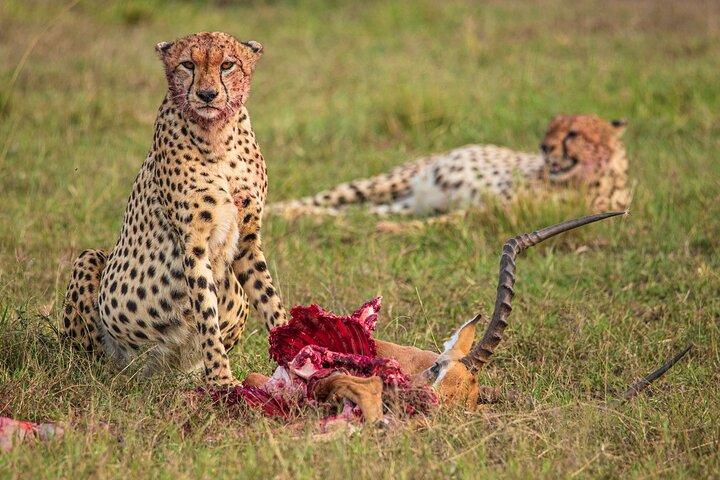 7 Dias 6 Noites O Melhor de Kenya Safari