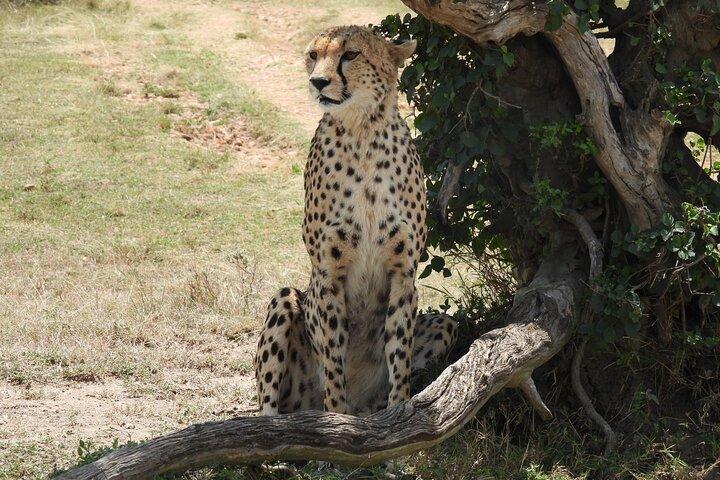 2 dagars Kenya Safari äventyrstur