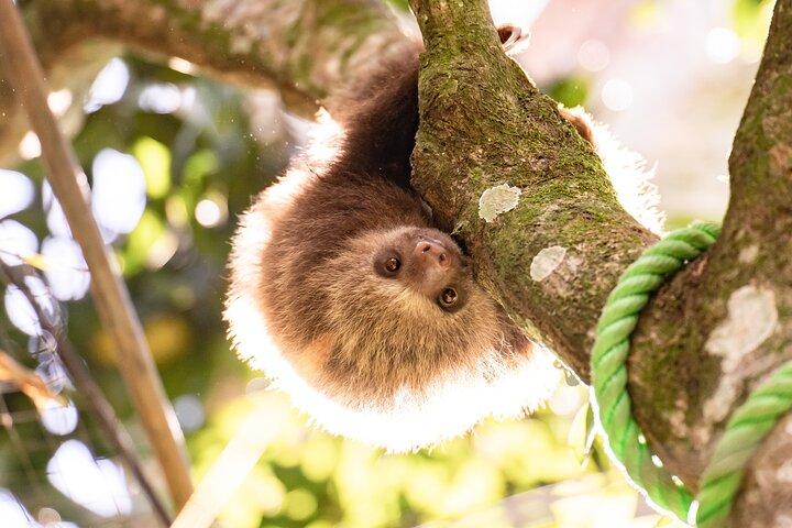 行をスキップ:Rescate Wildlife Rescue Centerの一般入場券