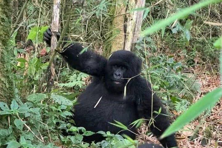 2 dias de rastreamento privado de gorilas no Parque Nacional dos Vulcões
