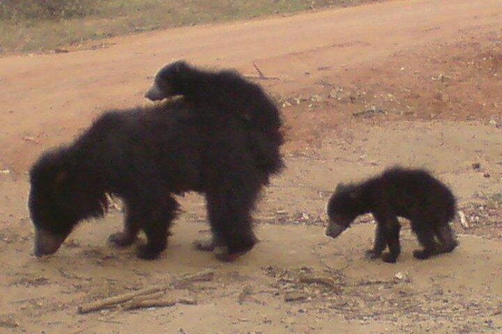 Yala Nationalpark Halvdagsafari - 4.30 til 11.30