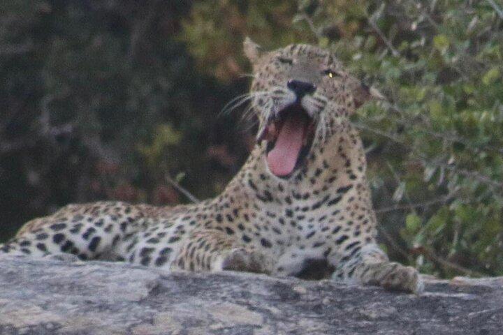Yala Nationalpark Halvdagsafari - 4.30 til 11.30