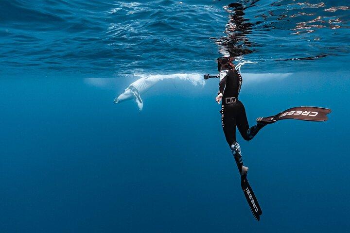 Excursión privada para observar y nadar con ballenas en Moorea
