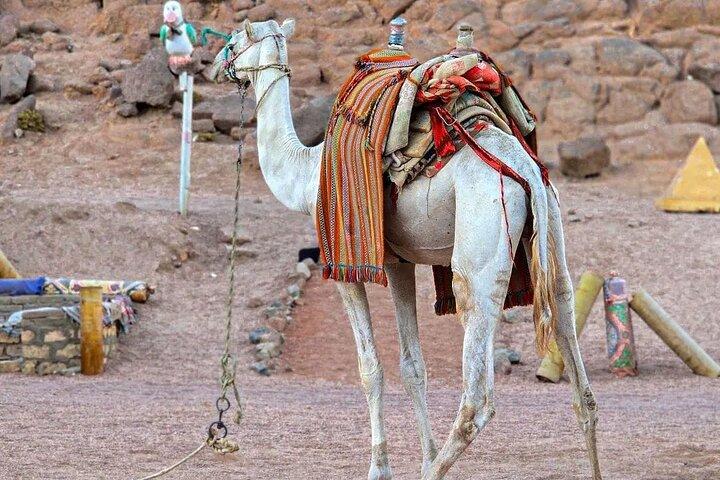 Sharm El Sheikh Mega Safari Deserto e Avventura in Mare