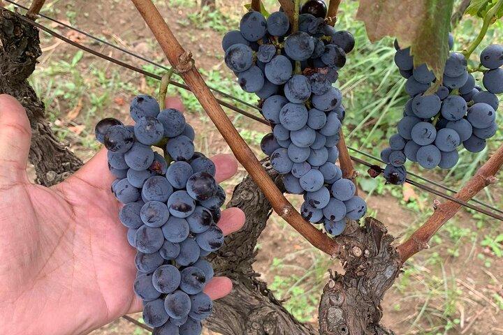 Tour Privato Wine Tasting, Taormina e Messina partendo da Messina